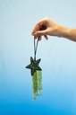 GREEN STAR